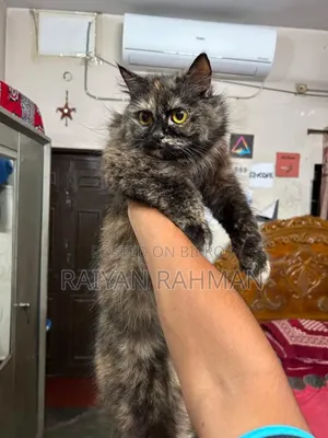 ১+ বছরের খাঁটি জাতের পার্সিয়ান মাদী বিড়াল