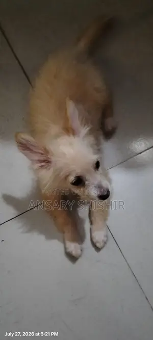 6-12 Months Male Purebred Lhasa Apso