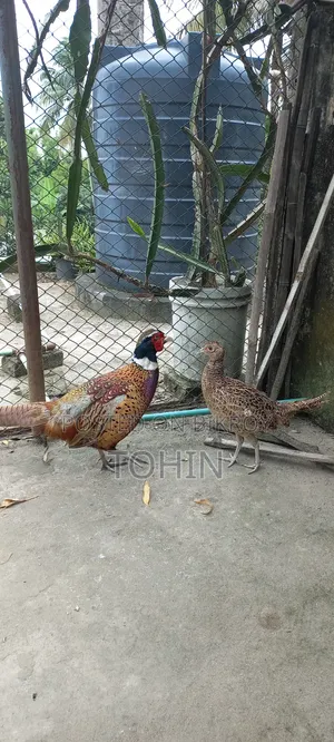 রিংনেক ফেজেন্ট