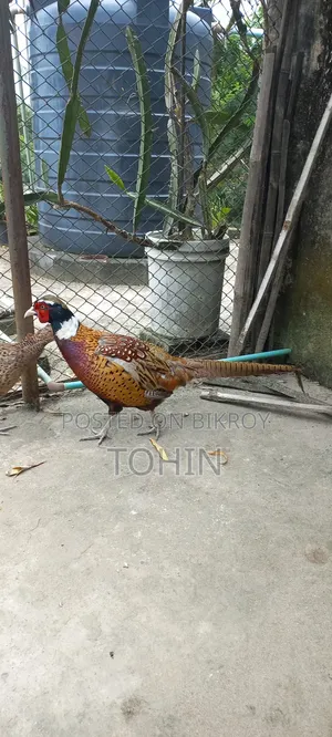 রিংনেক ফেজেন্ট