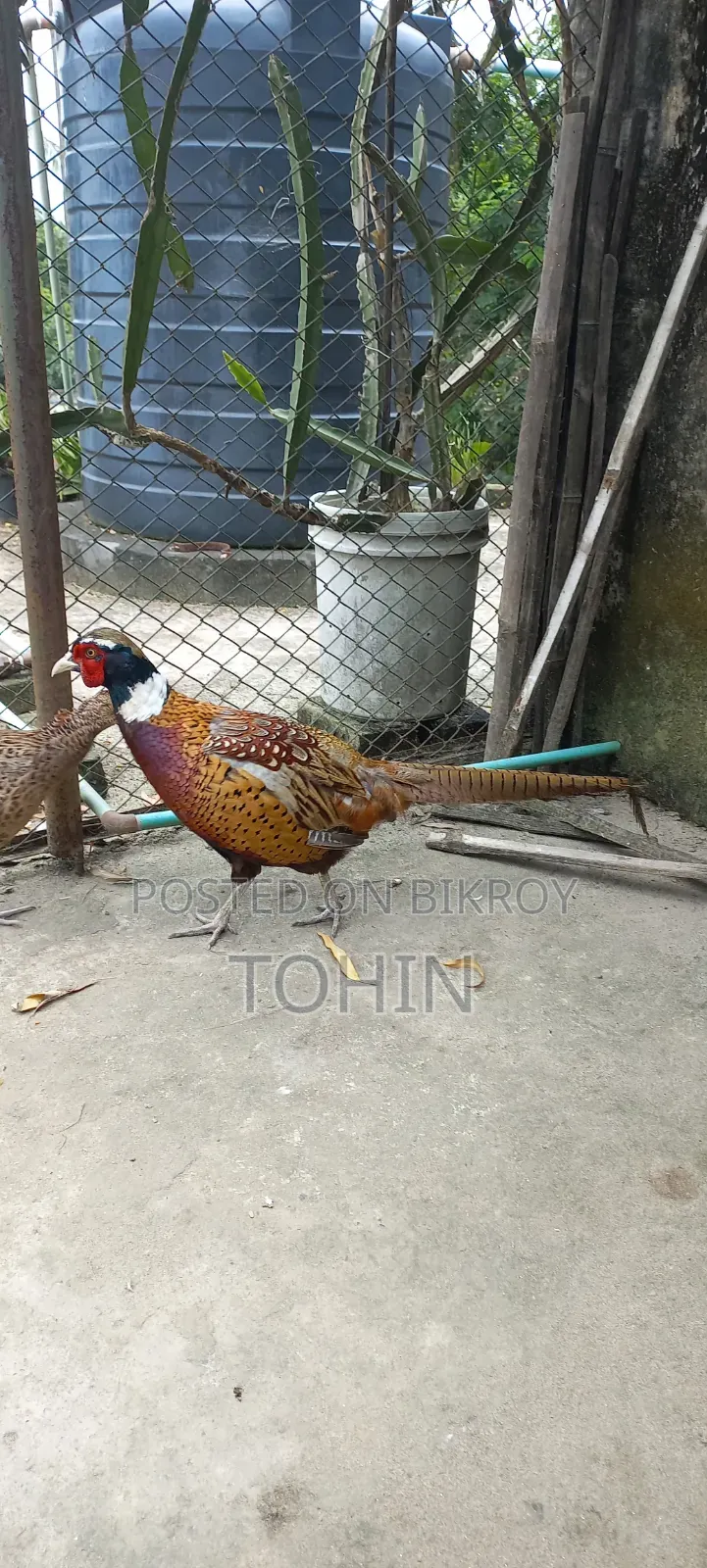 রিংনেক ফেজেন্ট