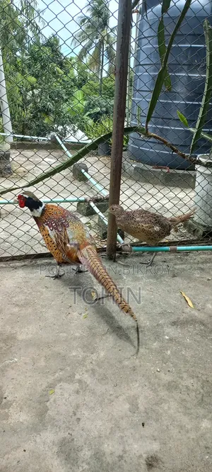 রিংনেক ফেজেন্ট