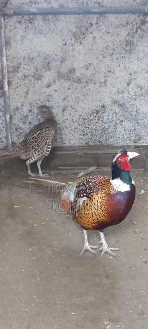 রিংনেক ফেজেন্ট