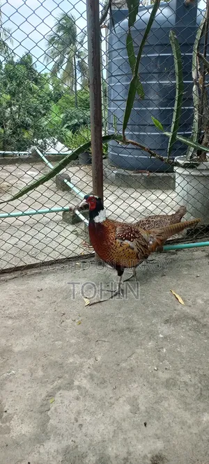 রিংনেক ফেজেন্ট