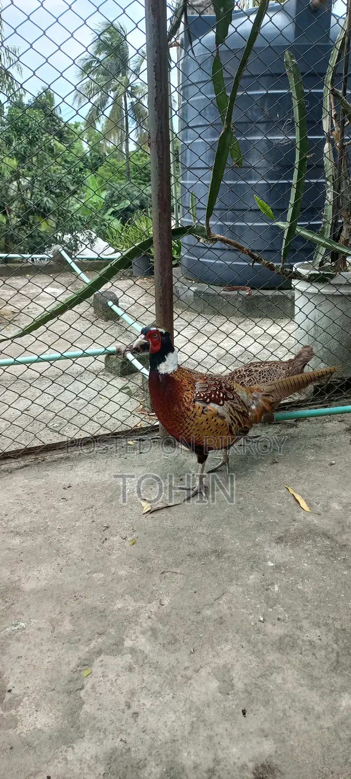 রিংনেক ফেজেন্ট