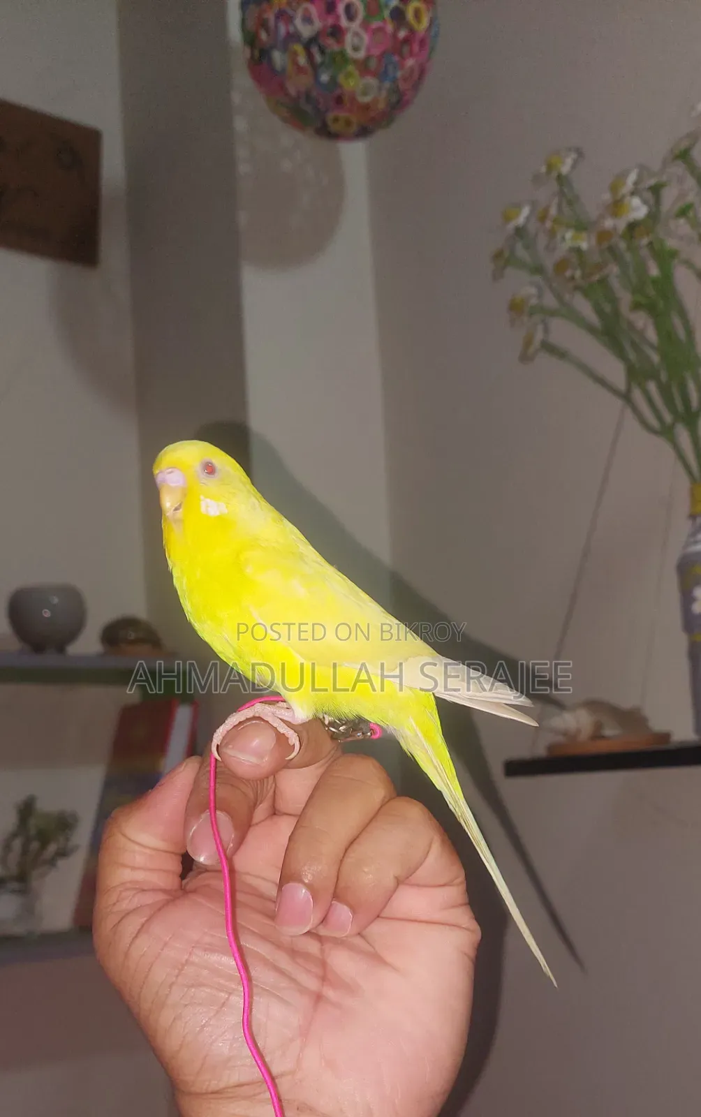 টেম লুটিনো বাজরিকা