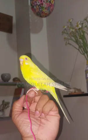টেম লুটিনো বাজরিকা