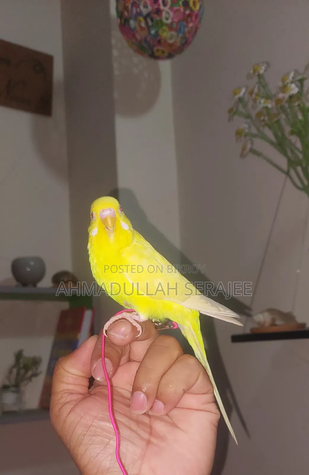 টেম লুটিনো বাজরিকা