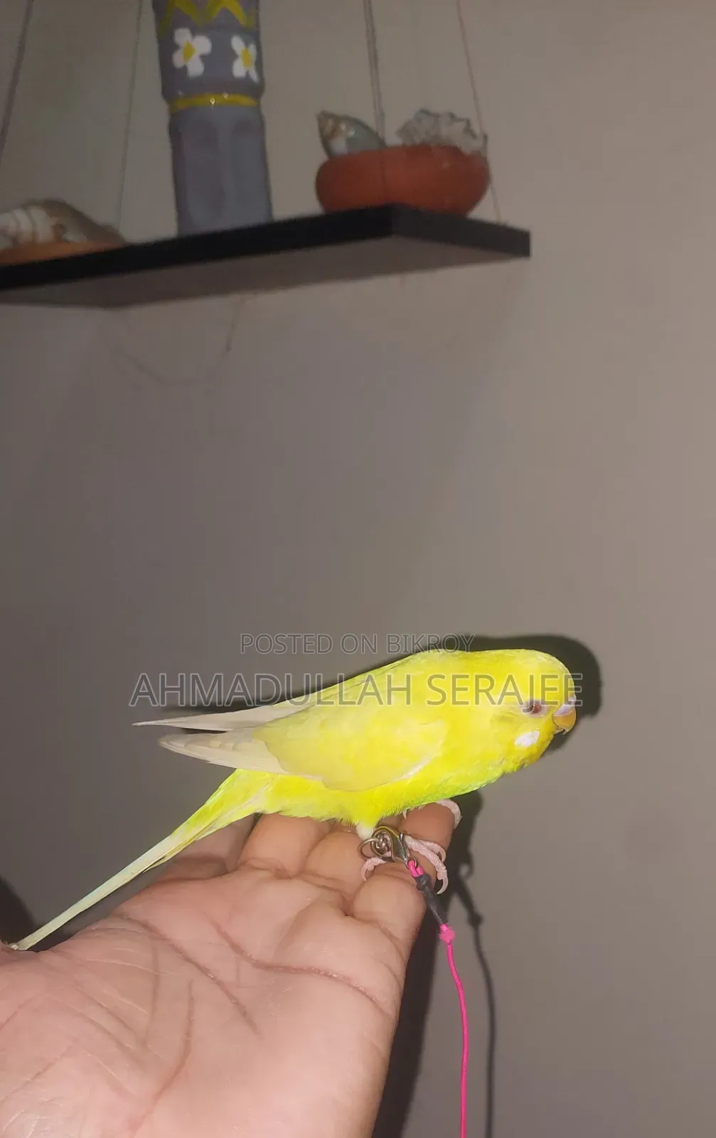 টেম লুটিনো বাজরিকা