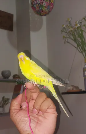 টেম লুটিনো বাজরিকা