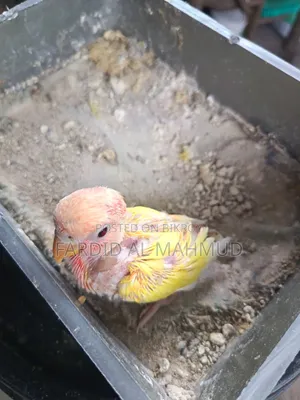 Red Head Lutino Opaline Tame Size Love Bird Baby