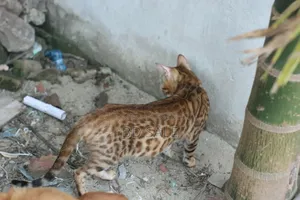 6-12 Months Female Purebred Bengal