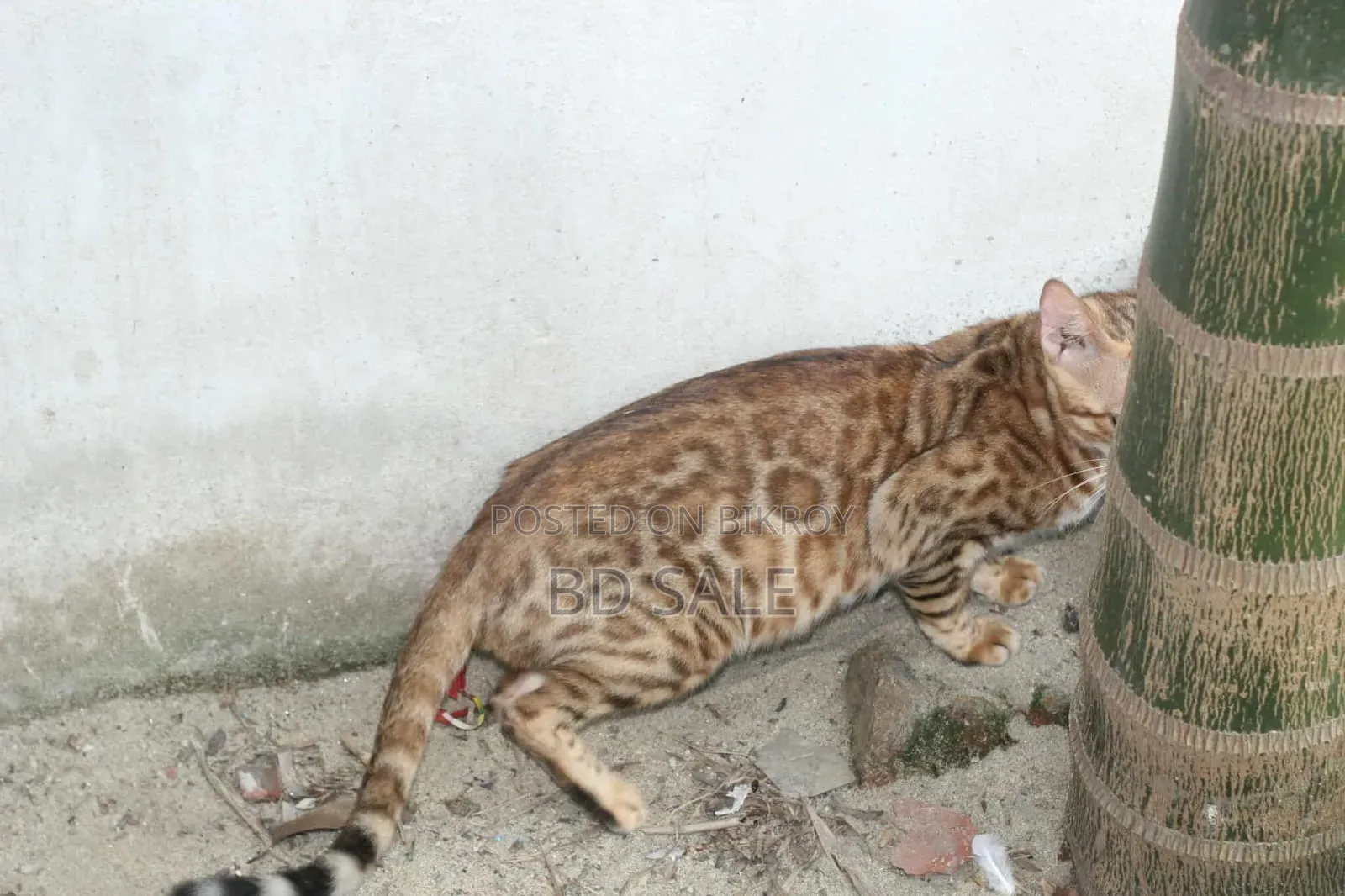 6-12 Months Female Purebred Bengal