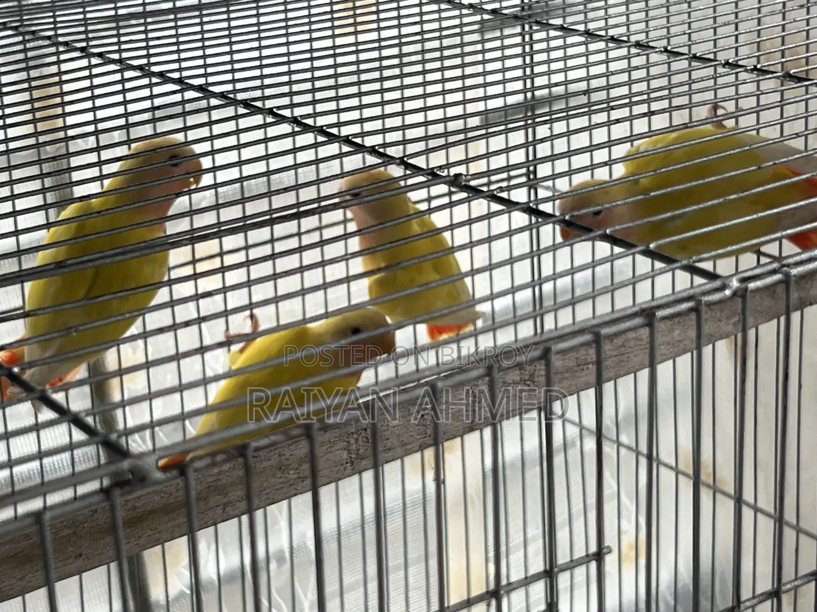 লাভ বার্ডস রেড আই