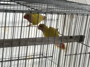 লাভ বার্ডস রেড আই