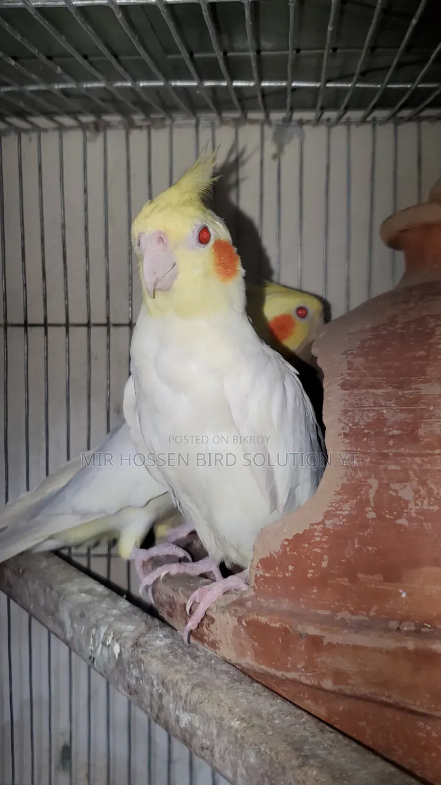 Running Lutino Cockatiel