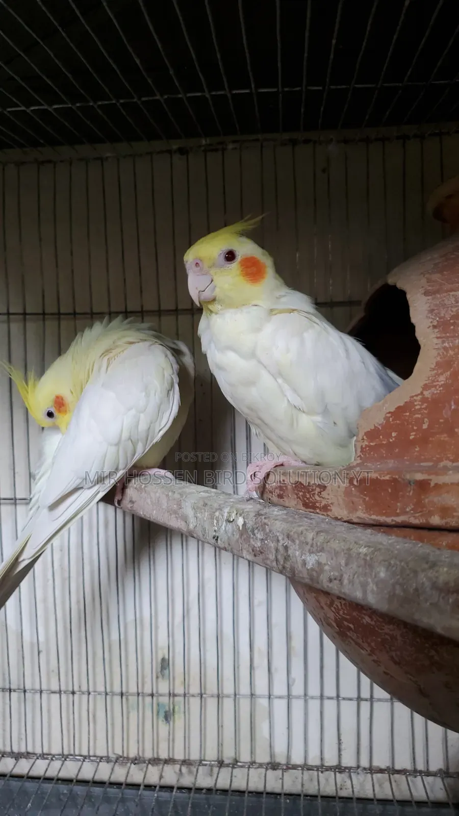Running Lutino Cockatiel