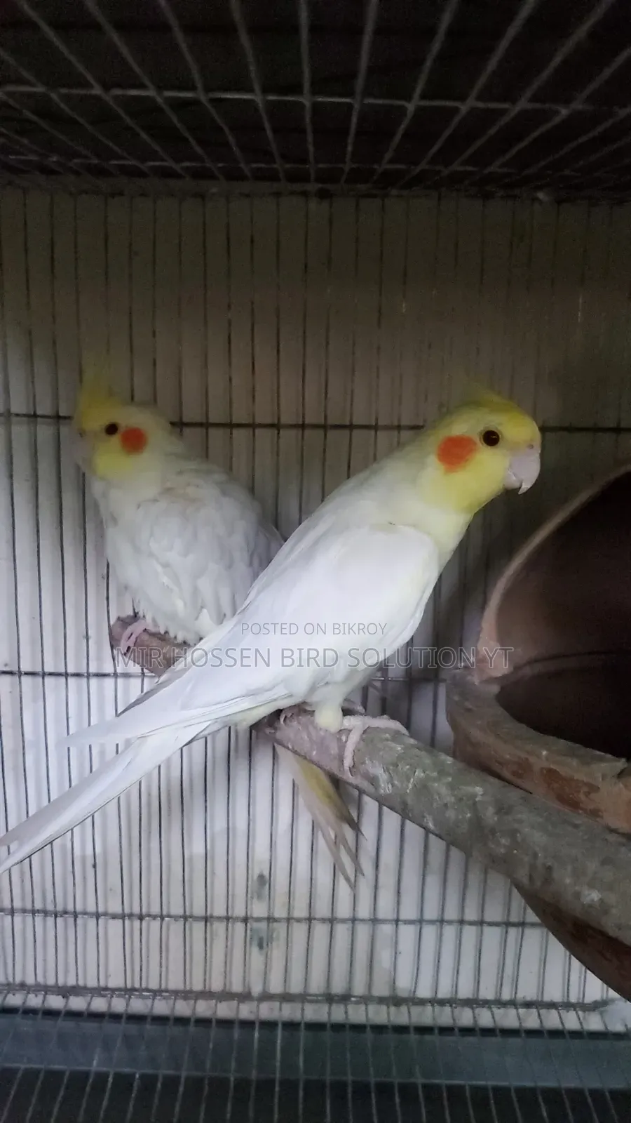 Running Lutino Cockatiel