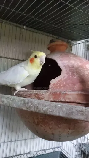 Running Lutino Cockatiel