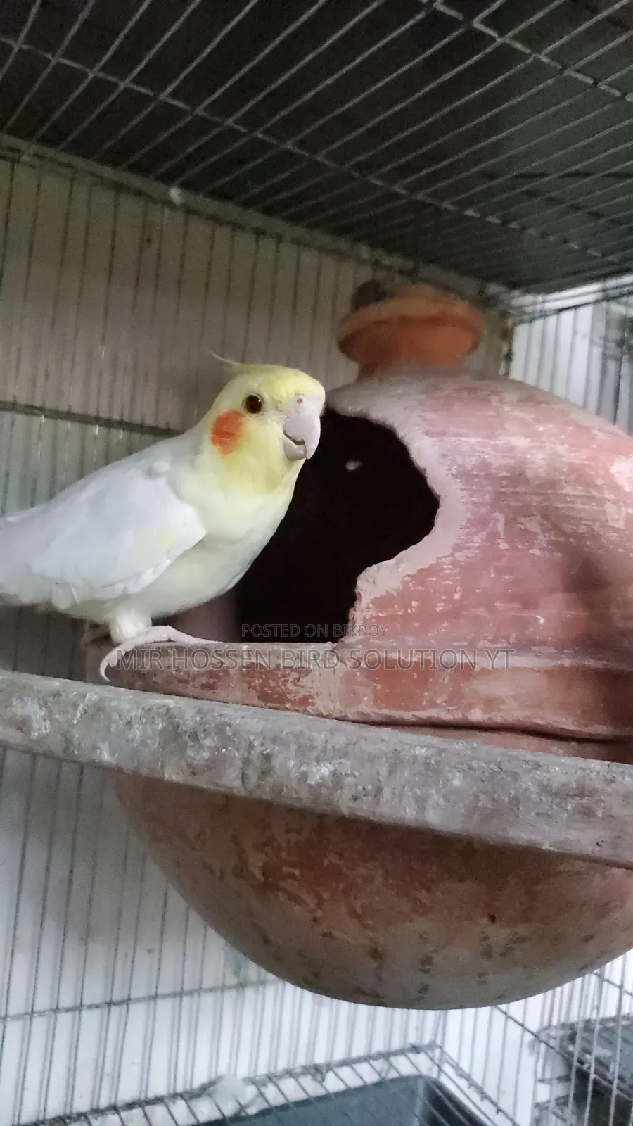 Running Lutino Cockatiel