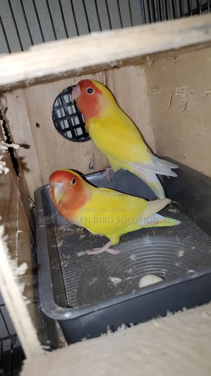 Running Piece Face Pair