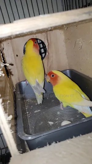 Running Piece Face Pair