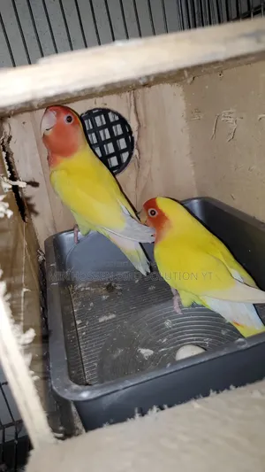 Running Piece Face Pair