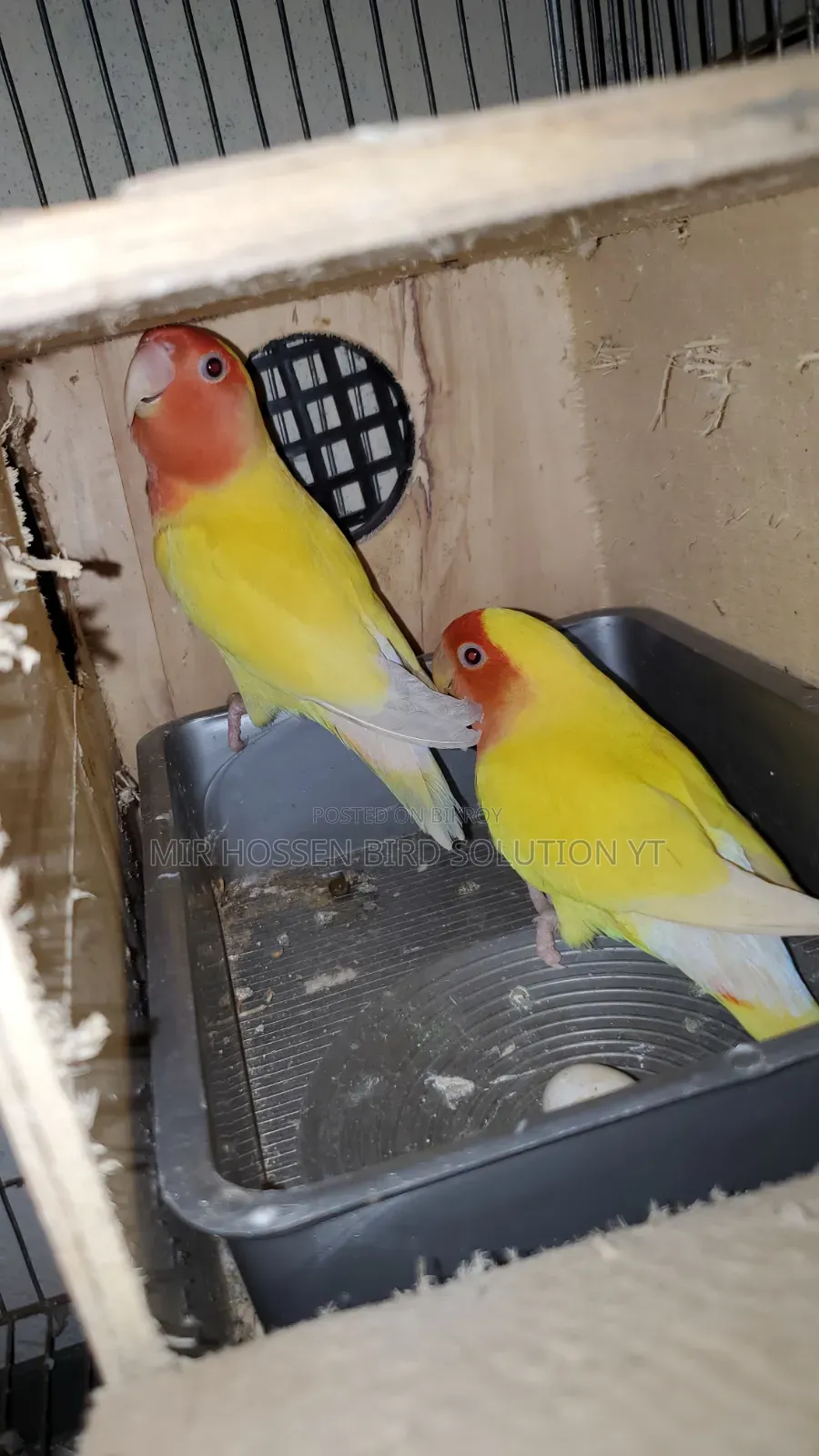 Running Piece Face Pair