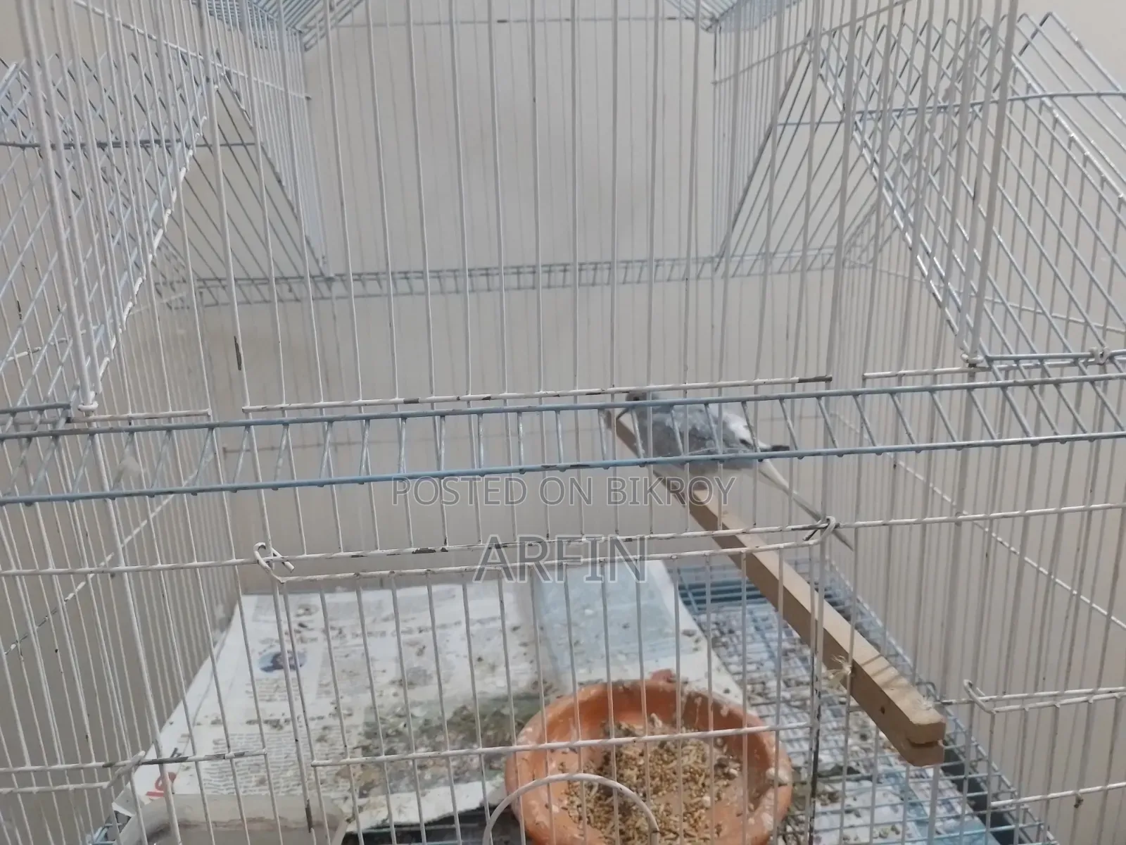 Diamond Dove Male