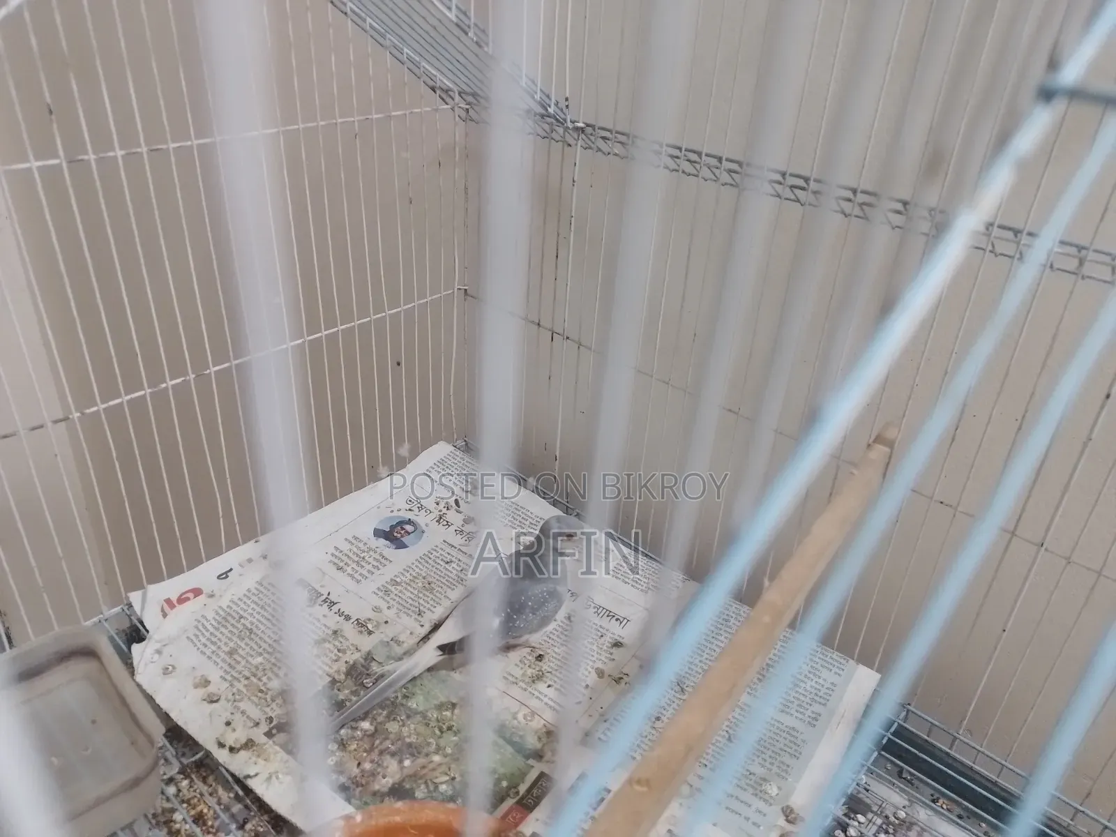 Diamond Dove Male