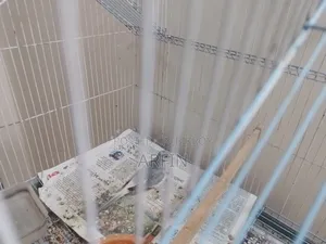 Diamond Dove Male