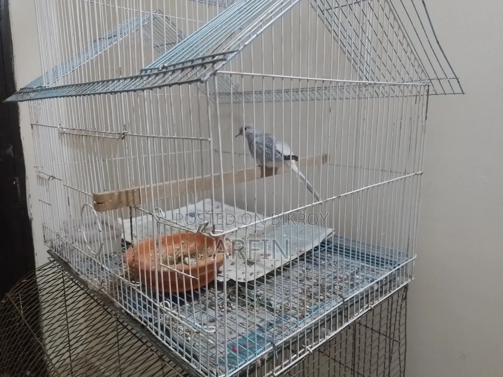 Diamond Dove Male