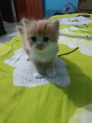 ১-৩ মাসের ফিমেল পিওরপার্শিয়ান বিড়ালের বাচ্চা
