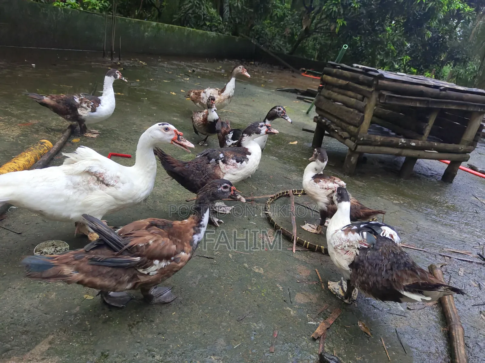 বিভিন্ন বয়সের চিনা হাসের বাচ্চা
