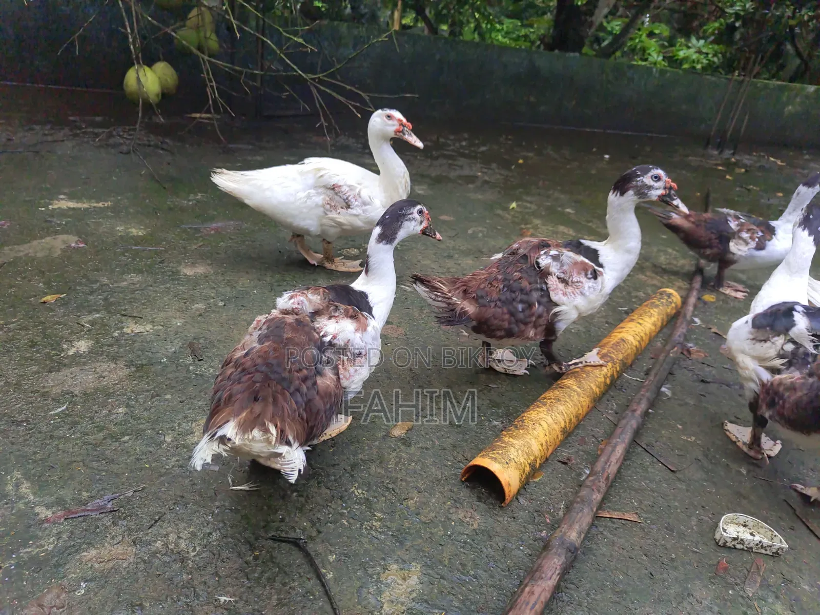 বিভিন্ন বয়সের চিনা হাসের বাচ্চা