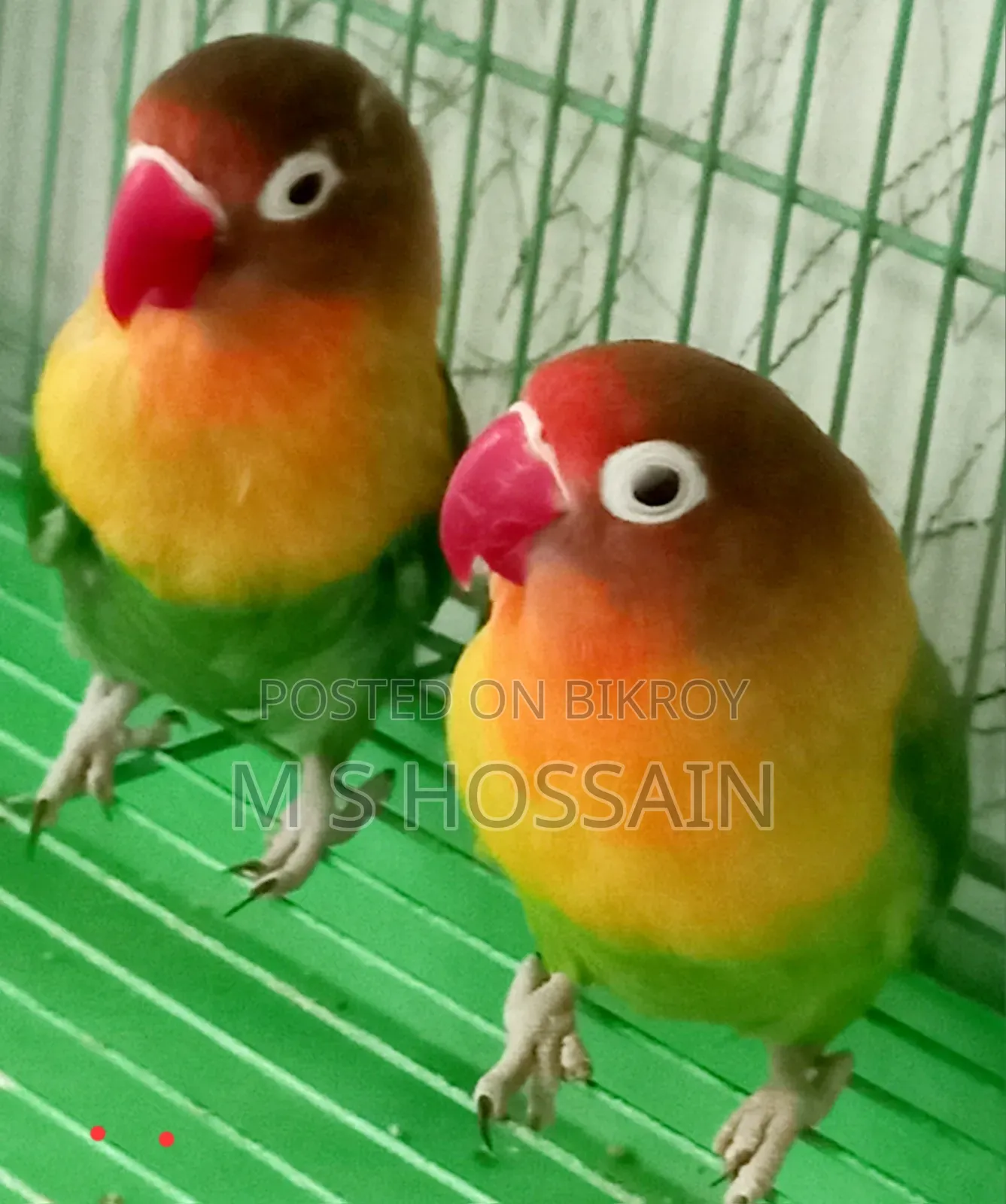 লিলিয়ান'স লাভবার্ড
(Agapornis Lilianae)