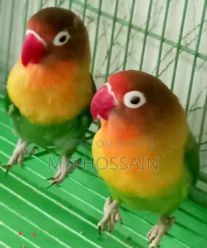 লিলিয়ান'স লাভবার্ড
(Agapornis Lilianae)