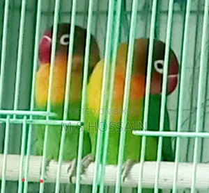 লিলিয়ান'স লাভবার্ড
(Agapornis Lilianae)