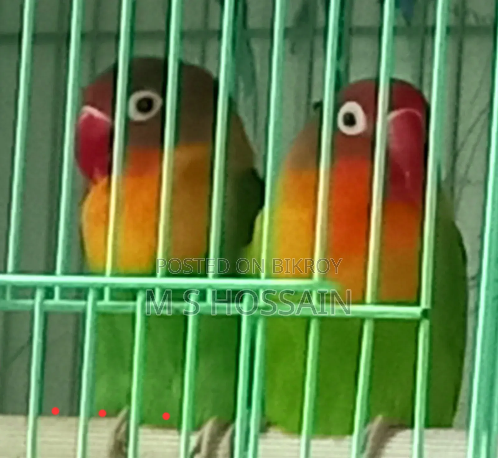 লিলিয়ান'স লাভবার্ড
(Agapornis Lilianae)