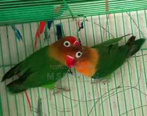 লিলিয়ান'স লাভবার্ড
(Agapornis Lilianae)