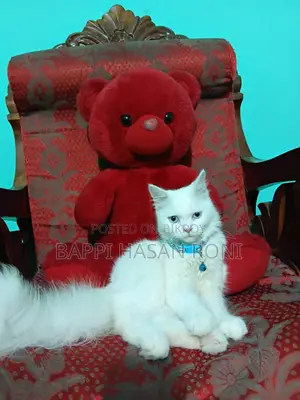 ৬-১২ মাস বয়সী মেল পিউরব্রেড পারসিয়ান