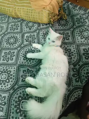 ৬-১২ মাস বয়সী মেল পিউরব্রেড পারসিয়ান