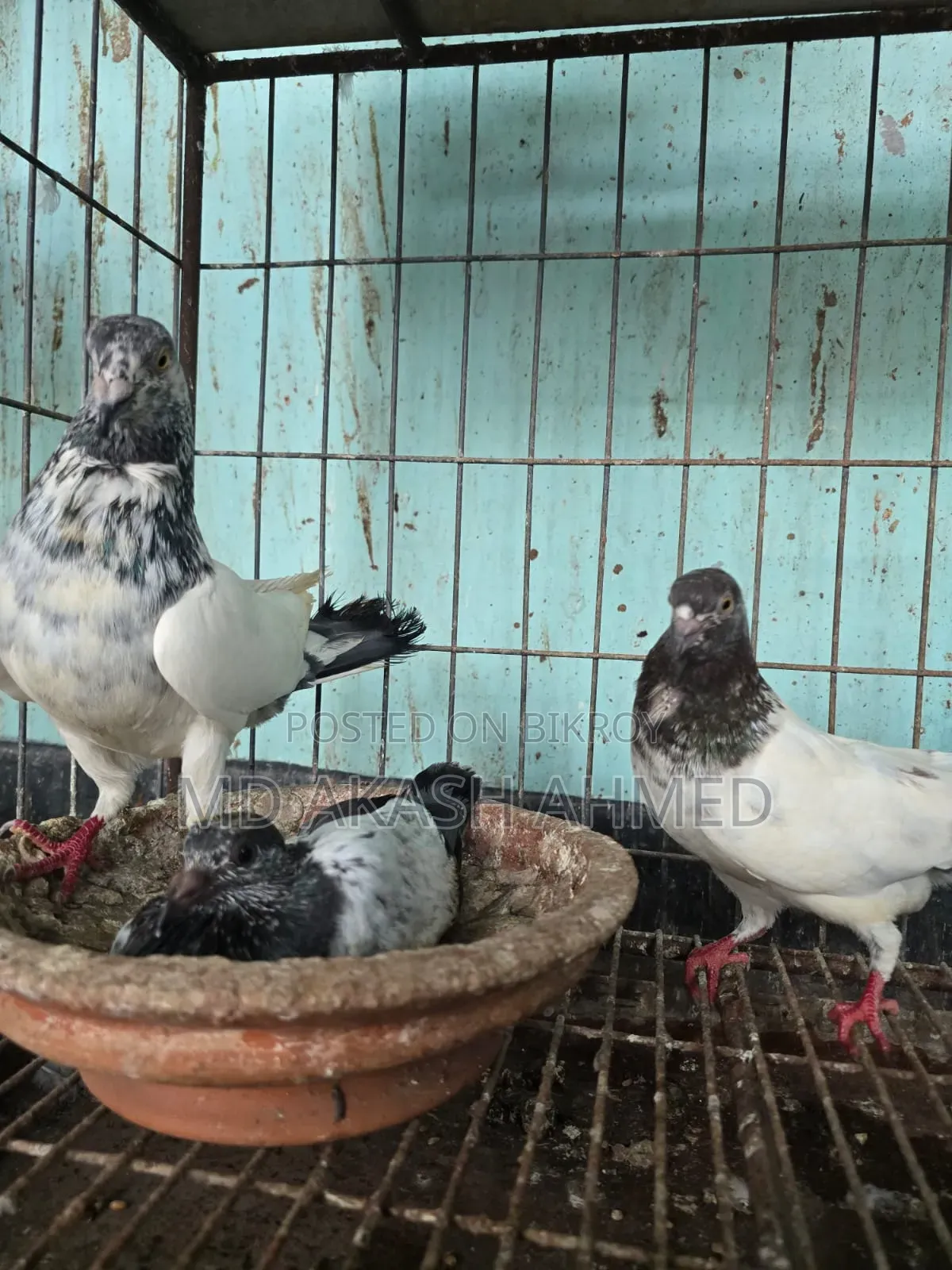 বাচ্চা সহ কবুতর বিক্রি কবে