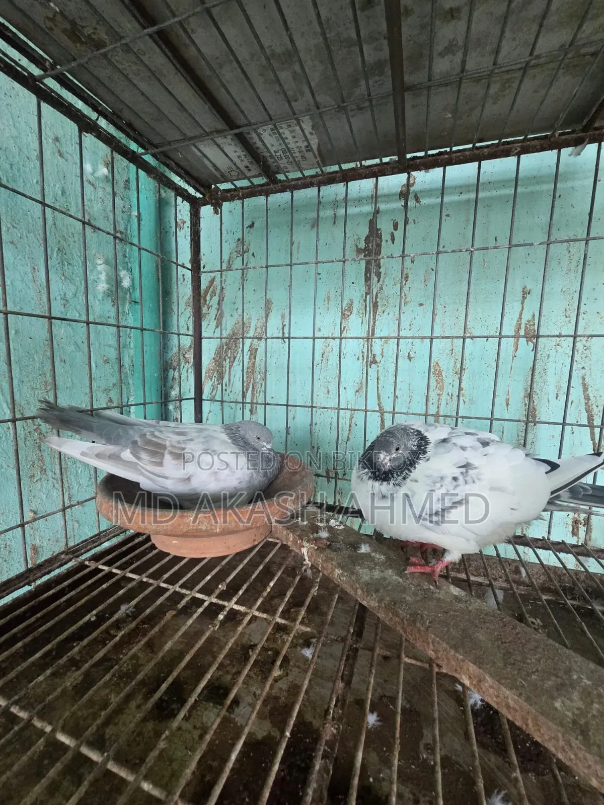 ডিম সহ কবুতর বিক্রি করা হবে