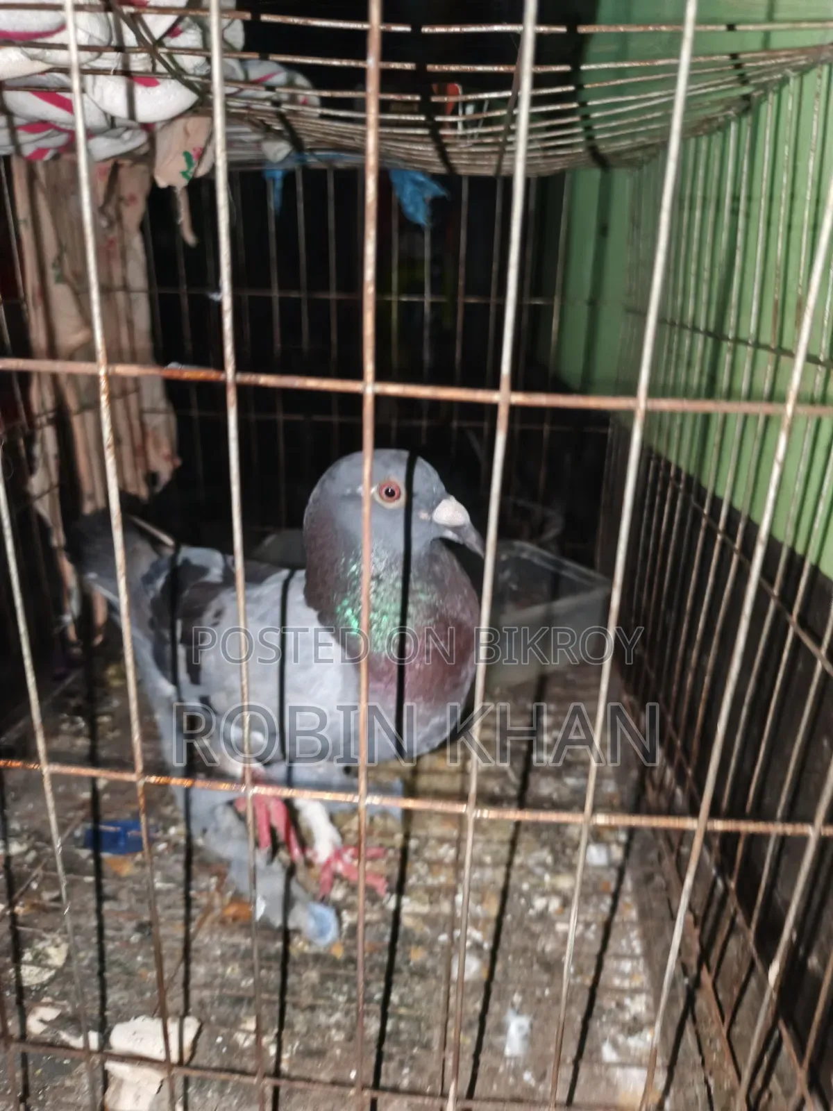 কবুতর পাখি