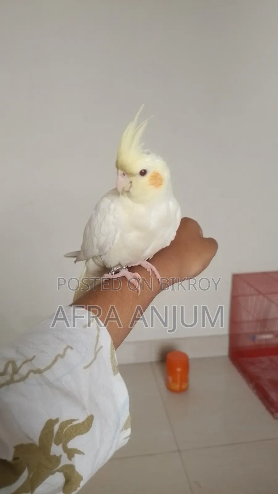 ককাটেল টিম বার্ড