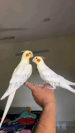 ককাটেল টিম বার্ড