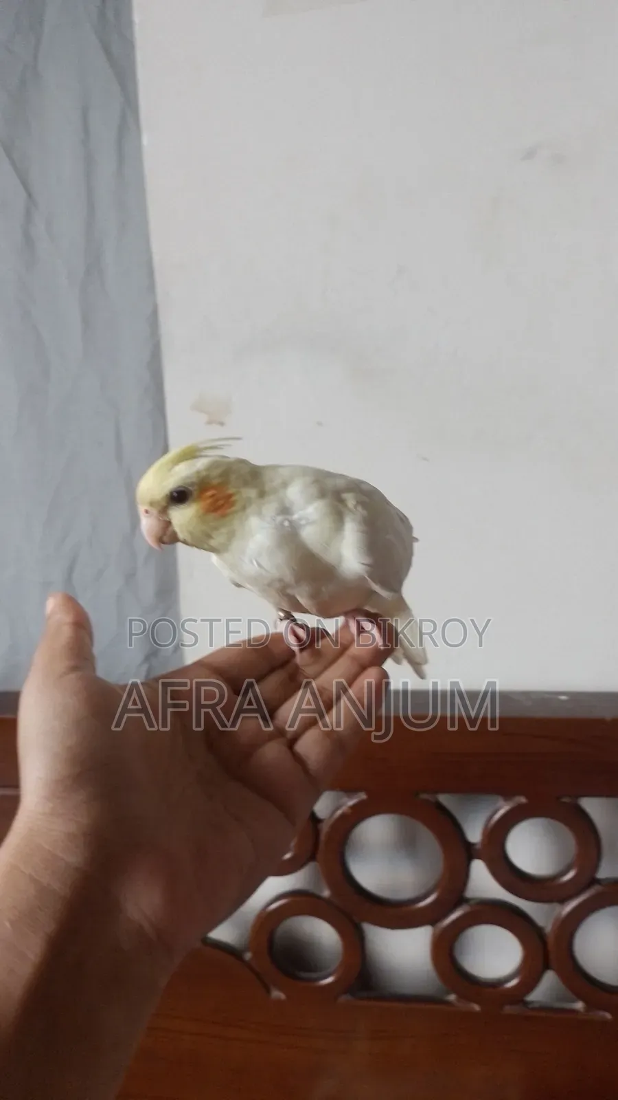 ককাটেল টিম বার্ড