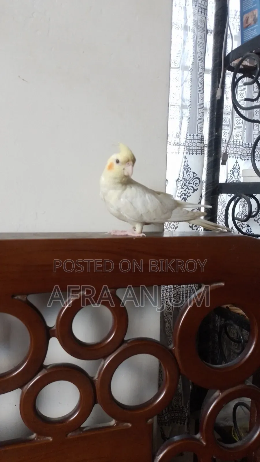 ককাটেল টিম বার্ড
