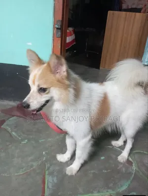 6-12 Months Male Purebred Pomeranian